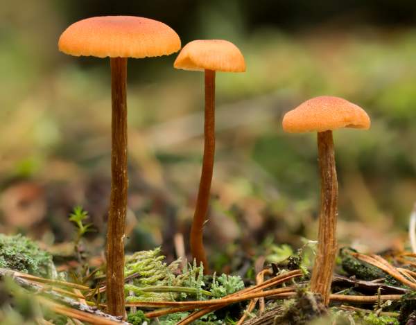 Laccaria laccata - Deceiver