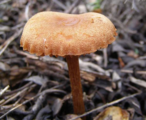 Laccaria proxima - Scurfy Deceiver