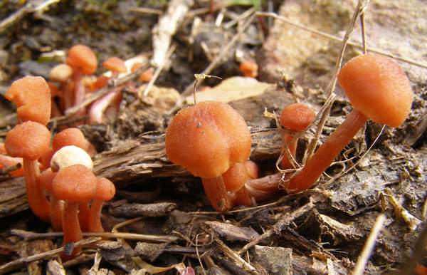 Laccaria proxima - Scurfy Deceiver group