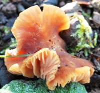 Cap of Laccaria tortilis