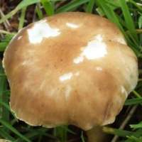 Cap of Ampulloclitocybe cavipes