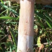 Stem of Cuphophyllus colemannianus