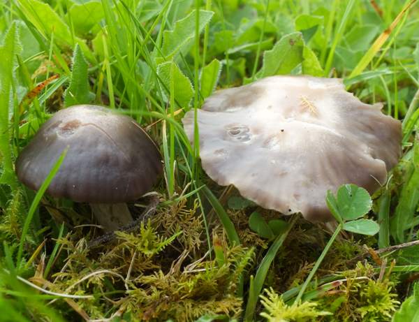 Cuphophyllus flavipes
