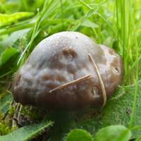 Cap of Cuphophyllus flavipes