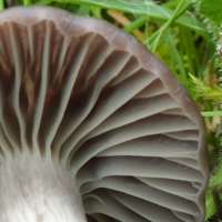 Gills of Cuphophyllus flavipes