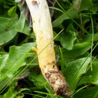 Stem of Cuphophyllus flavipes