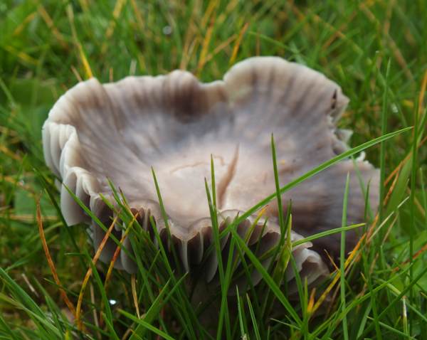 Cuphophyllus flavipes in a churchyard, Wales UK