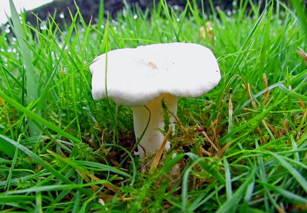 Hygrocybe pratensis var. pallida