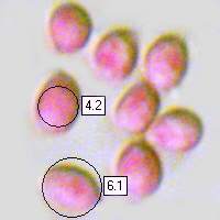 Spores of Cuphophyllus pratensis - Meadow Waxcap