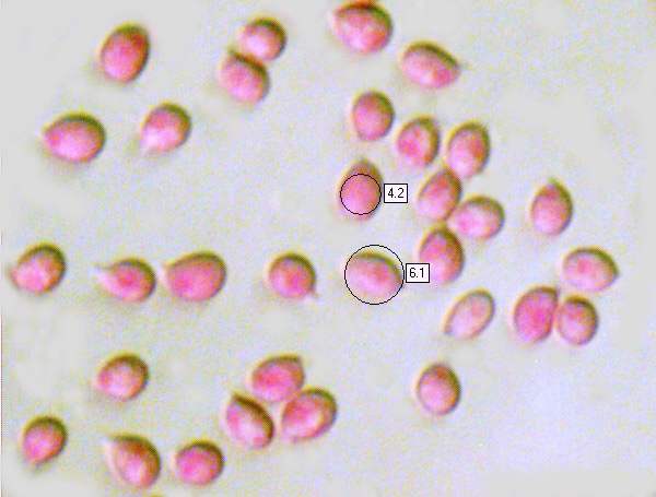 Spores of Cuphophyllus pratensis