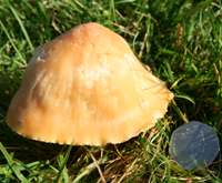 An 8cm diameter cap of Hygrocybe pratensis - Meadow Waxcap