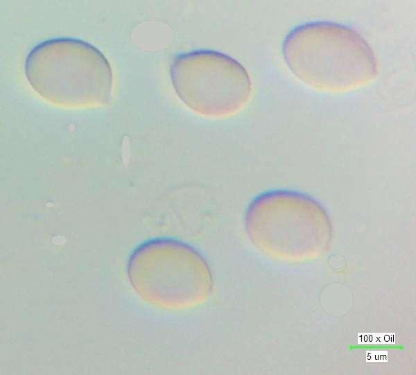 Spores of Cuphophyllus russocoriaceus