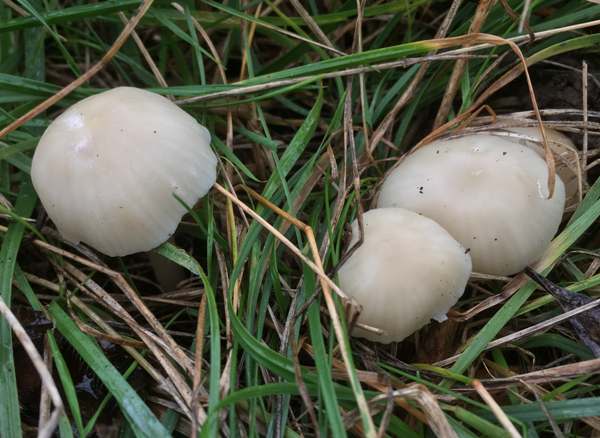 Cuphophyllus russocoriaceus, Cedarwood Waxcap