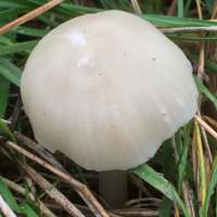 Cap of Cuphophyllus russocoriaceus
