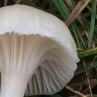 Gills and stem of Cuphophyllus russocoriaceus