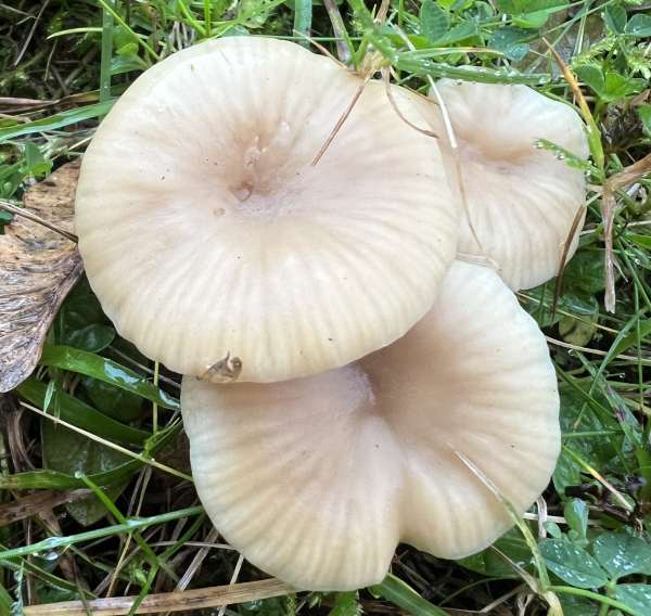 Cuphophyllus russocoriaceus, Cedarwood Waxcap, southern England