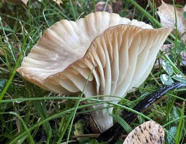 Cuphophyllus russocoriaceus, Cedarwood Waxcap, side view