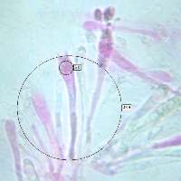 Four-spored basidia of Cuphophyllus virgineus