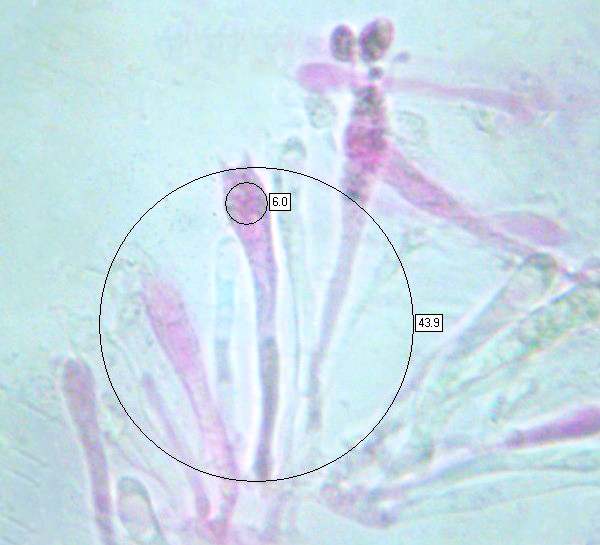 Basidia of Cuphophyllus virgineus