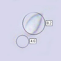 Spores of Cuphophyllus virgineus (from 4-spored basidia)