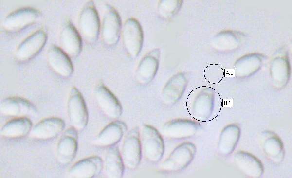 Spores of Cuphophyllus virgineus