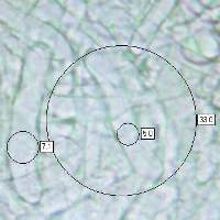 Gill trama of Cuphophyllus virgineus