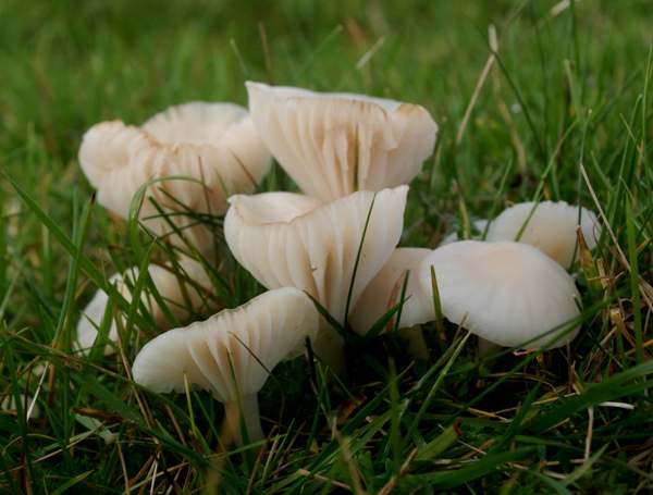 Cuphophyllus virgineus - Snowy Waxcap