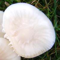 Cap and stem of Cuphophyllus virgineus - Snowy Waxcap