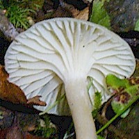 Gills of Cuphophyllus virgineus