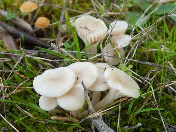 Cuphophyllus virgineus var. fuscescens