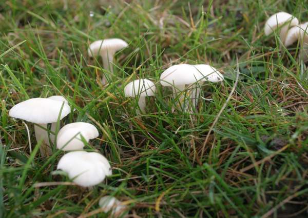 Cuphophyllus virgineus is grassland, west Wales UK