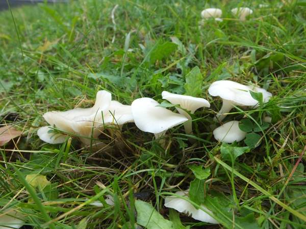 Cuphophyllus virgineus, Rhydlewis, Wales UK