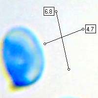 Spore of Gliophorus irrigatus