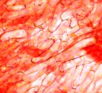 Gill trama of Gliophorus irrigatus