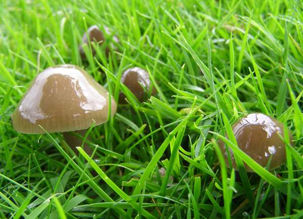 Gliophorus irrigatus - Slimy Waxcap, Carmarthenshire, Wales
