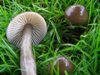 Gliophorus irrigatus - Slimy Waxcap