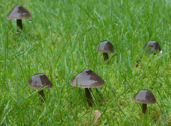 Gliophorus irrigatus - Slimy Waxcap, southern England