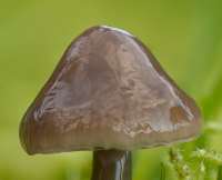 Cap of Gliophorus irrigatus - Slimy Waxcap