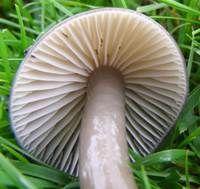 Gills of Gliophorus irrigatus, the Slimy Waxcap