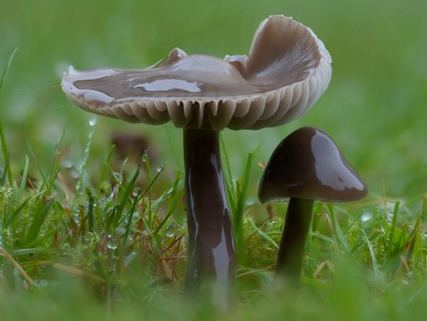 Gliophorus irrigatus - Slimy Waxcap