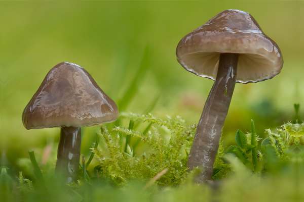 Gliophorus irrigatus in mossy grassland