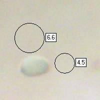 Spores of Gliophorus laetus