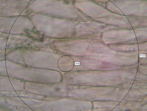 Gill trama of Gliophorus laetus