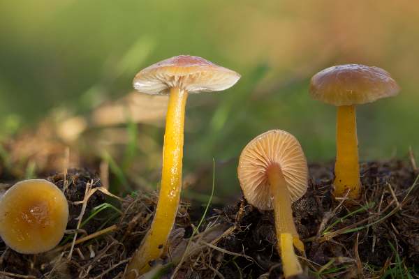 Gliophorus laetus - Heath Waxcap