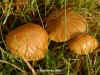 Gliophorus laetus - Heath Waxcap