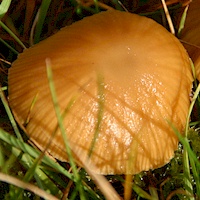 Cap of Gliophorus laetus - Heath Waxcap