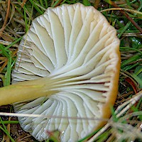 Gills of Gliophorus laetus - Heath Waxcap