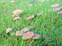 A fine display of Heath Waxcaps
