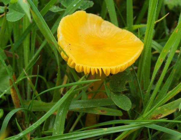 Gliophoirus perplexus, Wales UK