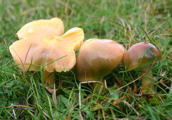 Gliophorus psittacinus - Parrot Waxcap